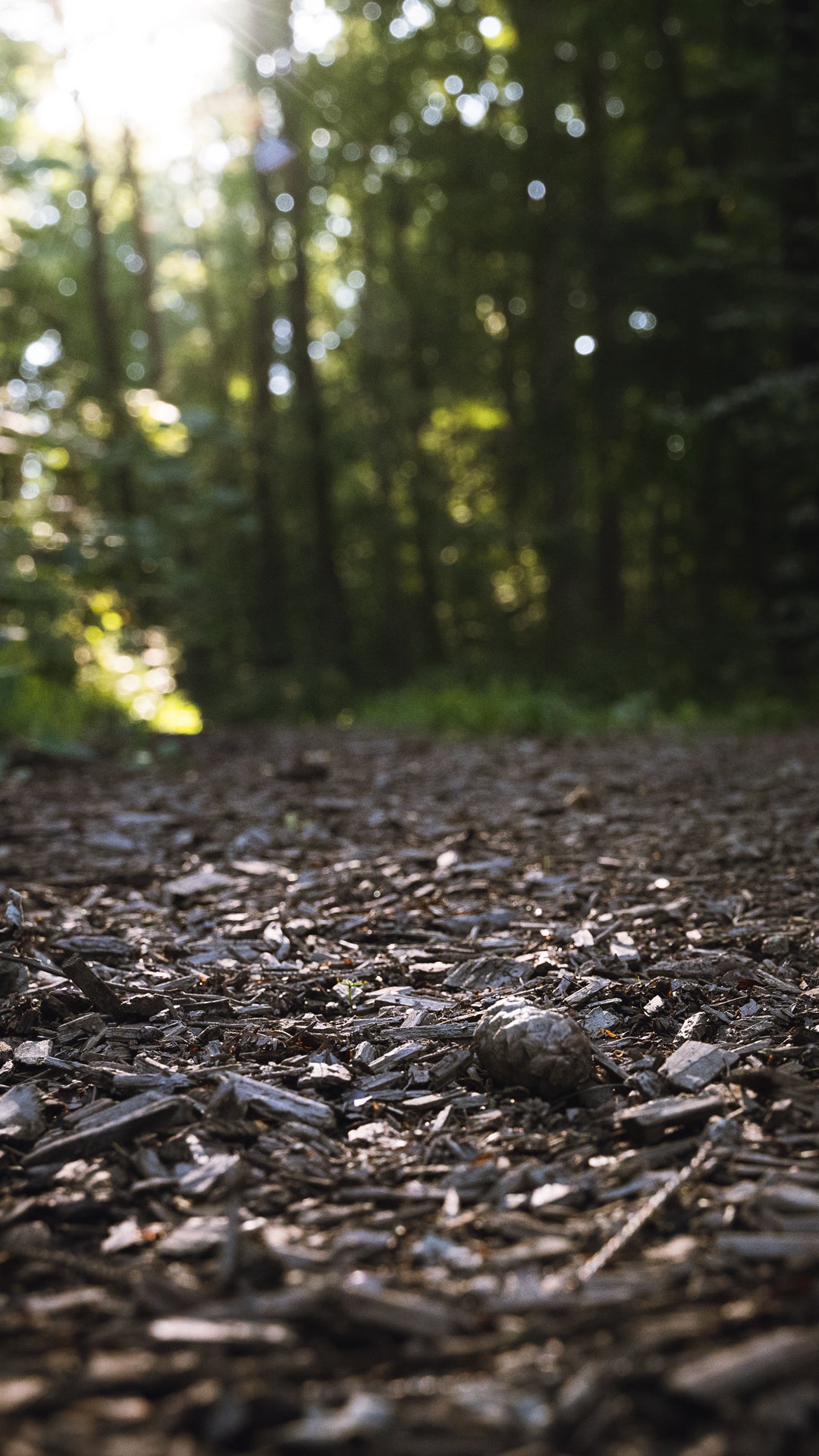 Wood chips on a forest floor with sunlight filtering through the trees