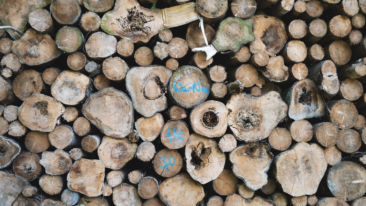 Stack of cut logs with some showing blue markings